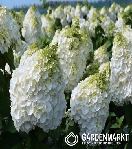 Hydrangea Paniculata Magical Mont Blanc Rispenhortensie 1 St.