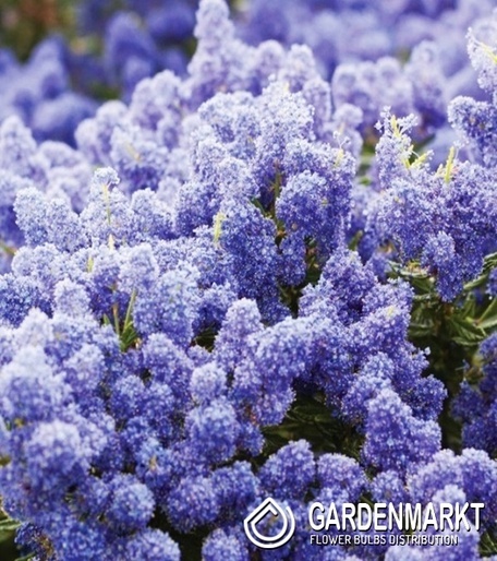 Kalifornischer Flieder - Ceanothus Impressus Victoria 1 St.