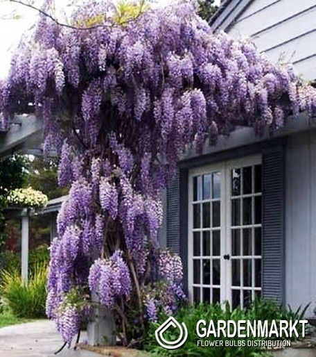 Wisteria chinensis Prolific 1 St.