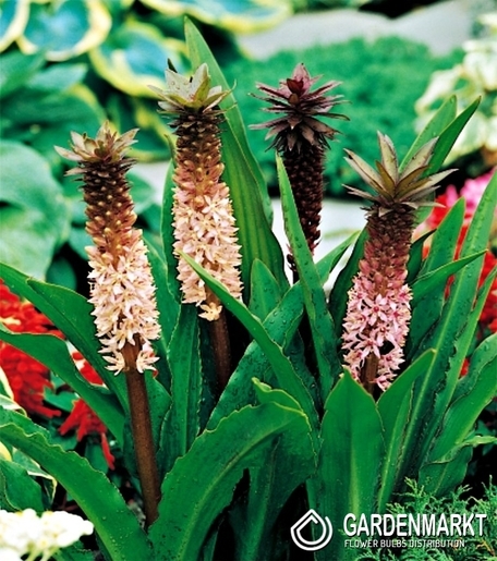 Eucomis Comosa 1 St.