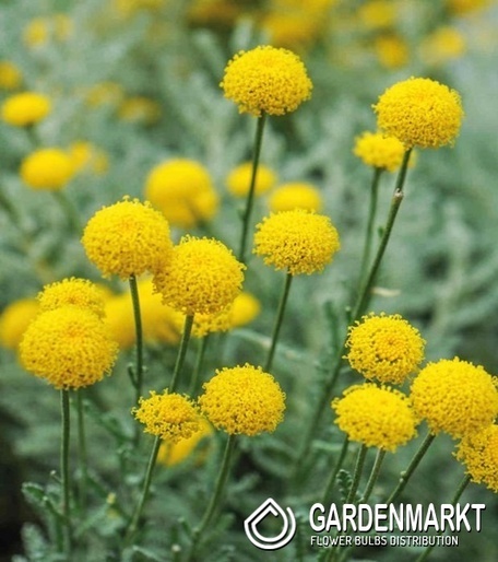 Heiligenkraut - Santolina Chamaecyparissus 1 St