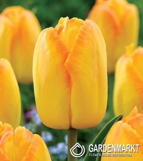 Tulpe Darwina Yellow Pride 5 St.