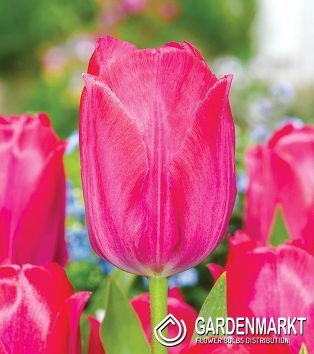 Tulpe Lady Van Eijk 5 St.