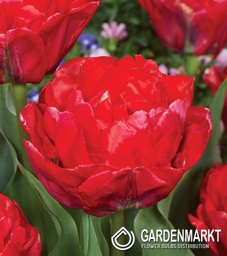 Gefüllte Tulpe Rockabilly 5 St.