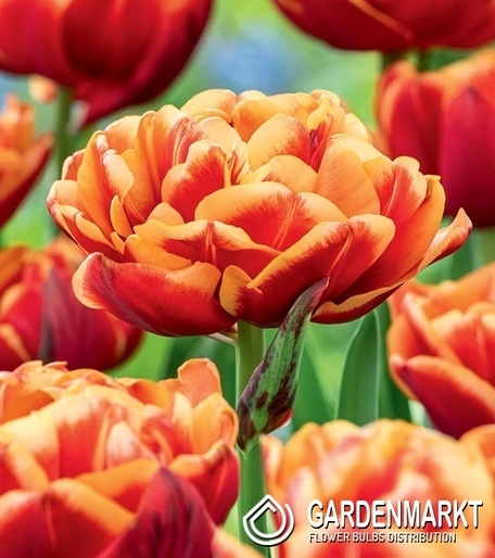 Gefüllte Tulpe Congo 5 St.