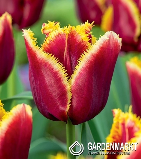 Gefranste Tulpe Gavota Special 5 St.