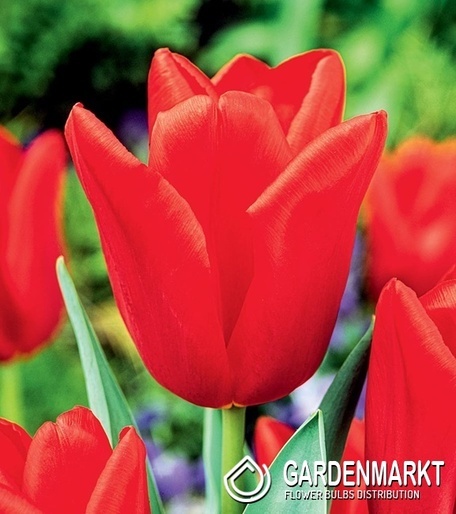 Triumph Tulpe Escape 5 St.
