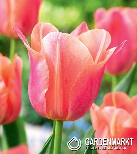 Triumph Tulpe Stunning Star 5 St.