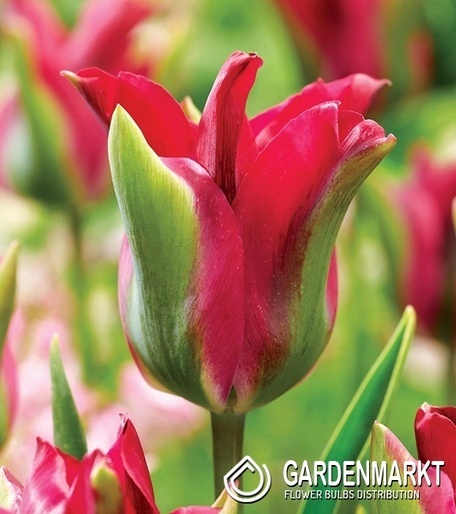 Viridiflora Tulpe Green Love 5 St.