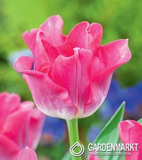 Exklusive Tulpe Crown Of Dynasty 5 St.