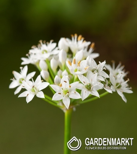 Zierlauch Allium Tuberosum 1 St.