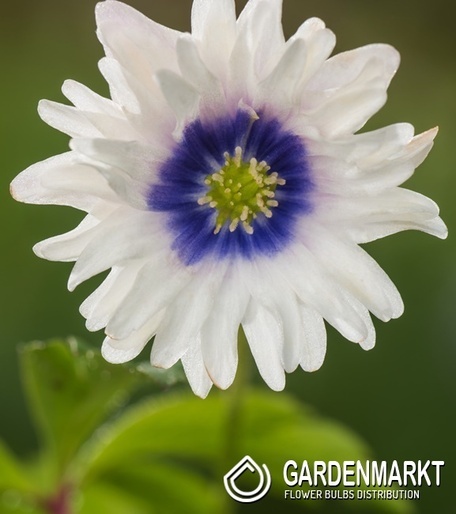 Anemone Blue Eyes 1 St.