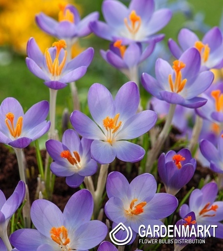 Frühlingskrokus Sciepusiensis 10 St.