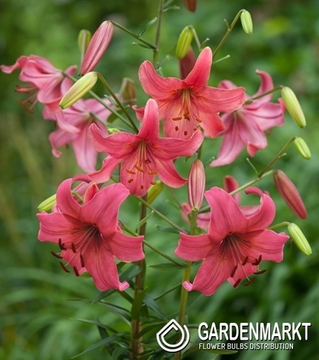 Asiatische Lilie Pink Flight 1 St.