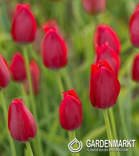 Botanische Tulpe Aximensis (Frans Alpentulp) 5 St.