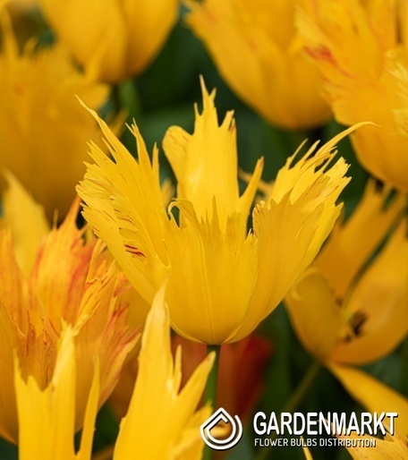 Gefranste Tulpe Golden Leo 5 St.
