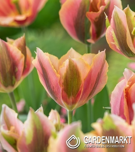 Viridiflora Tulpe Pink Artist 5 St.
