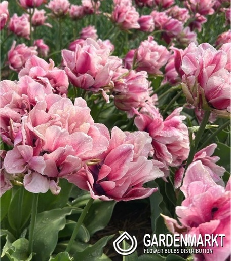 Gefüllte Tulpe Love Whisper 5 St.