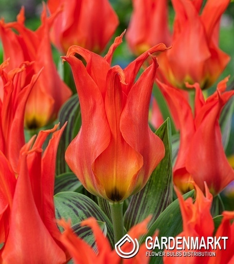 Fosteriana Tulpe Rigas Barikades 5 St.
