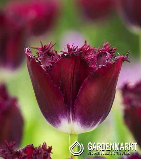 Gefranste Tulpe Purple Crystal 5 St.