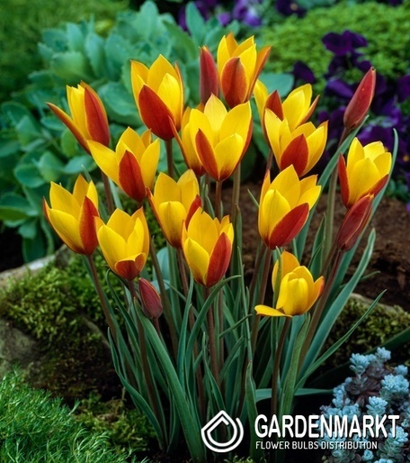 Botanische Tulpe Clusiana Tubergen's Gem 5 St.
