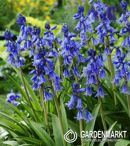 Hyacinthoides Excelsior 5 St.
