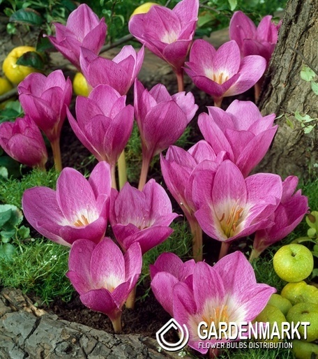 Herbstzeitlose Colchicum Glory of Heemstede 1 St.