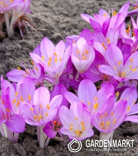 Herbstzeitlose Colchicum Paninicum 1 St.