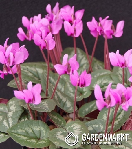 Cyclamen - Cyklamen Cilicium 1 St.