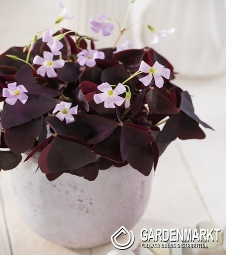 Oxalis Mieke 5 St.