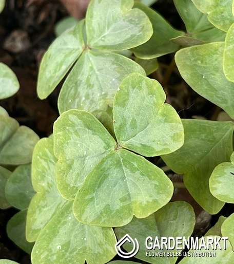Oxalis Mystic Mist 5 St.