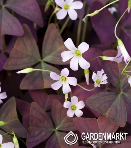 Oxalis Triangularis Alba 10 St.