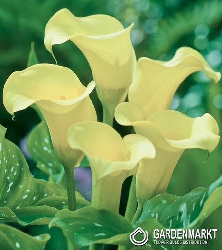 Zantedeschia-Calla Albomaculata 1 St.
