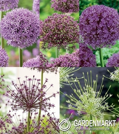 Eingestellt Allium Zierlauch "3
