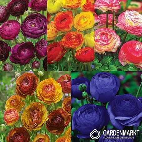 Eingestellt Ranunculus Ranunkeln 2