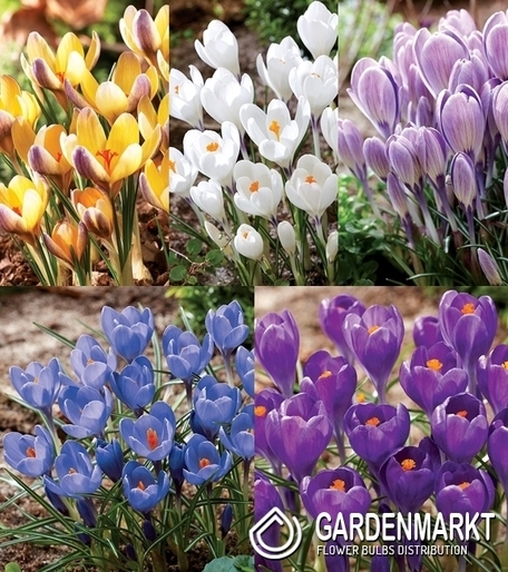 Eingestellt Frühlingskrokus "8"