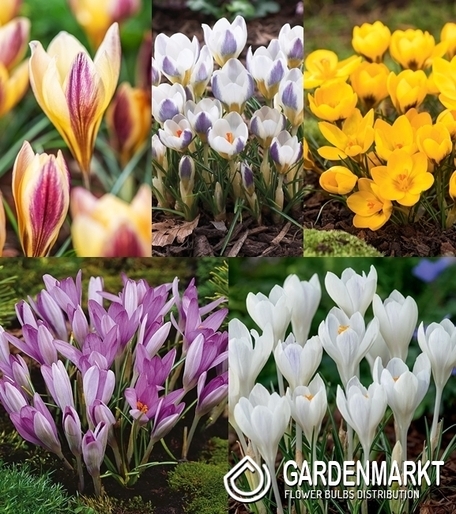Eingestellt Frühlingskrokus "9"