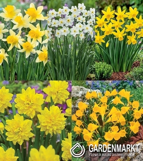 Eingestellt Botanische Narzisse "2"