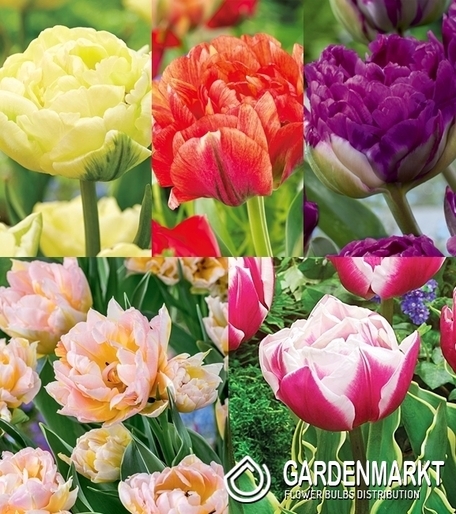 Eingestellt Gefüllte Tulpe 9
