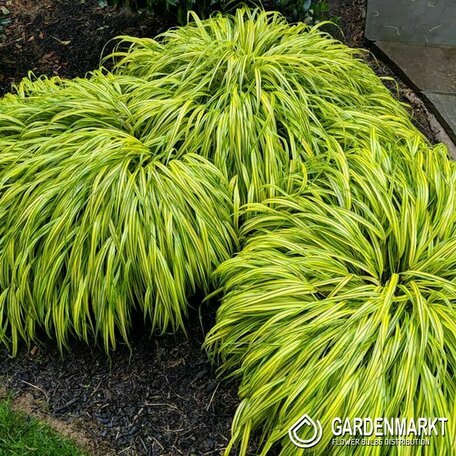 Hakonechloa Aureola Japanisches Berggras 1 St.