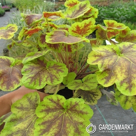 Heucherella Solar Eclipse Schattenglöckchen 1 St.