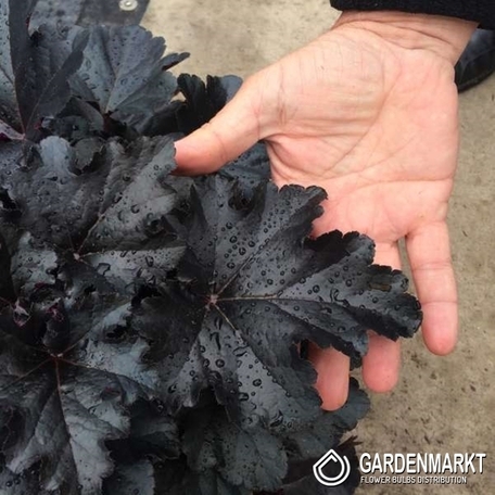 Heuchera Black Pearl - Purpurglöckchen 1 St.