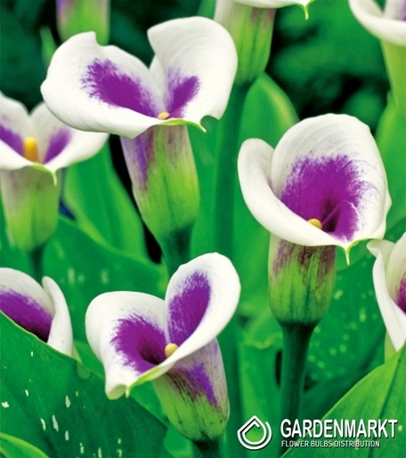 Zantedeschia-Calla Picasso 1 St.