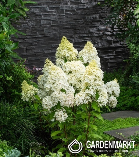 Hydrangea paniculata Magical Matterhorn Rispenhortensie 1 St.