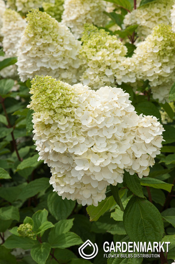 Hydrangea paniculata Hercules Rispenhortensie 1 St.