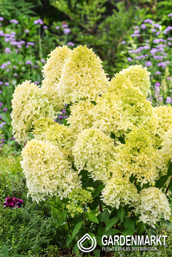 Hydrangea paniculata Skyfall Rispenhortensie 1 St.