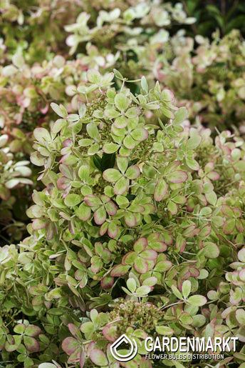 Hydrangea paniculata Pastel Green Rispenhortensie 1 St.