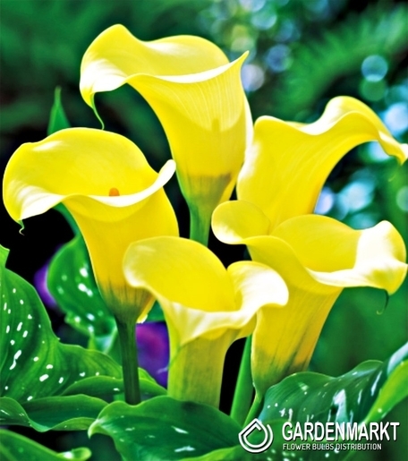Zantedeschia-Calla Black Magic 1 St.