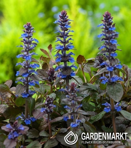 Ajuga reptans 'Atropurpurea' Kriechender Günsel 1 St.