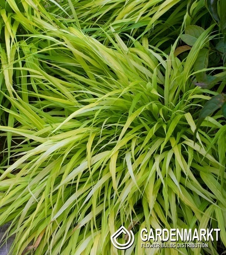 Hakonechloa macra All Gold Japanisches Berggras 1 St.